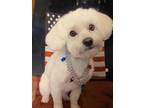 Adopt Bailey a White Bichon Frise / Poodle (Miniature) / Mixed dog in Troy