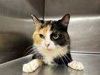 Adopt Dutchess a All Black Domestic Shorthair / Domestic Shorthair / Mixed cat