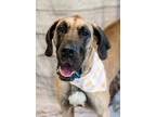 Adopt KoKo a Tan/Yellow/Fawn Great Dane / Mixed dog in Dothan, AL (38214019)