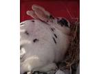 Adopt Laureole a White Other/Unknown / Other/Unknown / Mixed rabbit in Montreal