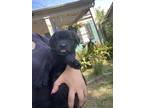 Adopt Puppies a Black Labrador Retriever / German Shepherd Dog / Mixed dog in