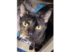 Adopt Adaline a All Black Domestic Shorthair / Mixed Breed (Medium) / Mixed