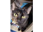 Adopt Adaline a All Black Domestic Shorthair / Domestic Shorthair / Mixed cat in