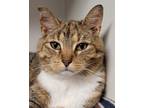 Adopt Arabella a White Domestic Shorthair / Domestic Shorthair / Mixed cat in