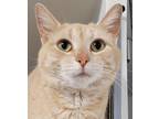 Adopt Aspen a Tan or Fawn Domestic Shorthair / Domestic Shorthair / Mixed cat in
