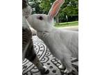 Adopt Wascally a White Other/Unknown / American / Mixed rabbit in Cincinnati