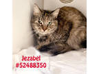 Adopt Jezabel a Brown or Chocolate Domestic Shorthair / Domestic Shorthair /