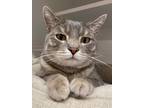 Adopt Phineas a Gray or Blue Domestic Shorthair / Domestic Shorthair / Mixed cat