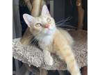 Adopt Fanta a Orange or Red Domestic Mediumhair / Mixed cat in Middletown