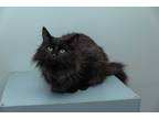 Adopt Fabio a All Black Maine Coon (long coat) cat in Chicago, IL (38216862)