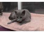 Adopt Grace a Gray or Blue Russian Blue (short coat) cat in Chicago