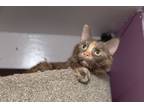 Adopt Poppy a Brown or Chocolate (Mostly) Domestic Shorthair (short coat) cat in