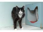 Adopt Max a Black & White or Tuxedo Domestic Mediumhair (medium coat) cat in