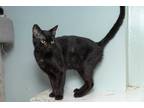 Adopt Magic 2 a All Black Bombay (short coat) cat in Chicago, IL (38216971)