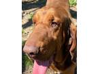 Adopt Waylon a Red/Golden/Orange/Chestnut - with Black Bloodhound / Mixed dog in