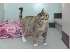 Adopt Kelly a Calico or Dilute Calico Domestic Shorthair (short coat) cat in