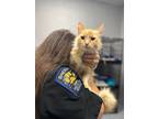 Adopt Reba a Orange or Red Tabby Domestic Longhair cat in Whiteville