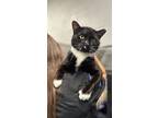 Adopt Sylvester a Black & White or Tuxedo Domestic Shorthair cat in Whiteville