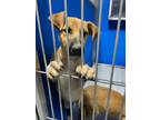 Adopt Dozer a Tan/Yellow/Fawn Mixed Breed (Medium) dog in Whiteville