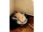 Adopt Doug a Pig (Potbellied) farm-type animal in Hicksville, NY (38216901)