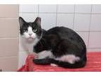 Adopt Thunder a Black & White or Tuxedo Domestic Shorthair (short coat) cat in