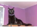 Adopt Monica a All Black Bombay (short coat) cat in Chicago, IL (38217070)
