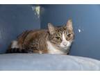 Adopt Mighty Cat a Brown Tabby Domestic Shorthair (short coat) cat in Chicago