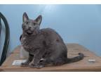 Adopt Rocket a Gray, Blue or Silver Tabby Russian Blue (short coat) cat in