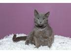 Adopt Gracey a Gray or Blue Russian Blue (short coat) cat in Chicago