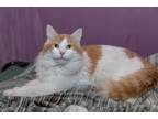 Adopt Casanova a Orange or Red (Mostly) Maine Coon (long coat) cat in Chicago