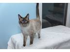 Adopt Huckleberry a Cream or Ivory (Mostly) Siamese (short coat) cat in Chicago