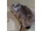 Adopt Moon a Gray or Blue Nebelung (long coat) cat in Chicago, IL (38217194)