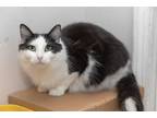 Adopt Cleo a Black & White or Tuxedo Siberian (medium coat) cat in Chicago