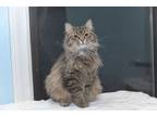 Adopt Carolina a Brown Tabby Maine Coon (long coat) cat in Chicago