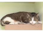 Adopt Taz a Brown Tabby American Bobtail (short coat) cat in Chicago