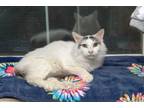 Adopt Flower a White (Mostly) Maine Coon (long coat) cat in Chicago