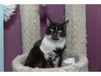 Adopt Scar a Black & White or Tuxedo Domestic Shorthair (short coat) cat in