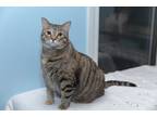 Adopt Juniper a Brown Tabby Domestic Shorthair (short coat) cat in Chicago