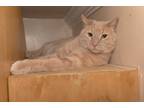 Adopt Teeth a Orange or Red Tabby Domestic Shorthair (short coat) cat in