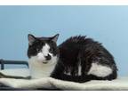 Adopt Riley a Black & White or Tuxedo Domestic Shorthair (short coat) cat in