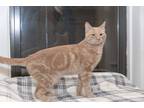 Adopt Peaches a Orange or Red Tabby Domestic Shorthair (short coat) cat in