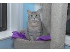 Adopt Mama Kate a Gray, Blue or Silver Tabby Domestic Shorthair (short coat) cat