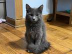 Adopt Nova a Gray or Blue Maine Coon (long coat) cat in Chicago, IL (38218518)