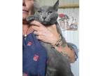 Adopt Champ a Gray or Blue Russian Blue (short coat) cat in Chicago