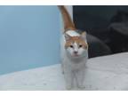 Adopt Bob a Orange or Red (Mostly) Domestic Shorthair (short coat) cat in