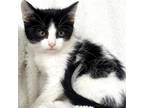 Adopt CANDY a Black & White or Tuxedo Domestic Shorthair (short coat) cat in
