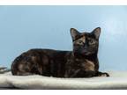 Adopt Jasmine a Tortoiseshell Domestic Shorthair (short coat) cat in Chicago