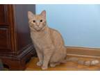 Adopt Julius a Orange or Red Tabby Domestic Shorthair (short coat) cat in