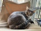 Adopt Caitlyn a Calico or Dilute Calico Domestic Shorthair (short coat) cat in