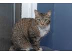 Adopt Shopper a Brown Tabby Domestic Shorthair (short coat) cat in Chicago